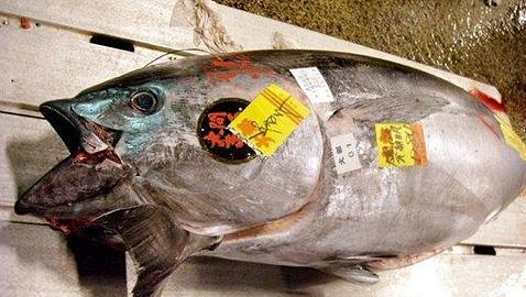 Subastan en Tokio un atún rojo de 342 kilos por 300.000 euros