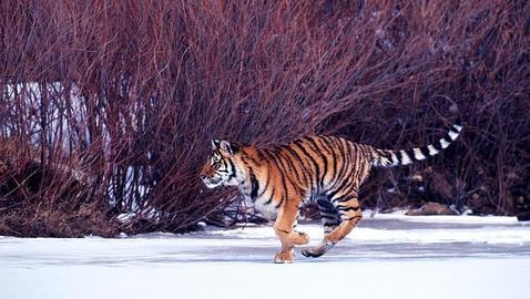 Un tigre siberiano ataca y mata a un autobusero chino