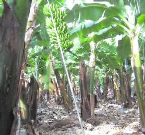 Asprocan niega haber dificultado la labor del director de Desarrollo de Negocio