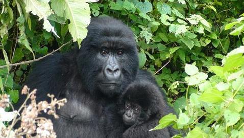 La búsqueda de petróleo amenaza a los gorilas del Congo