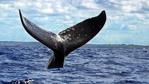 Dos mil ballenas grises llegarán a México