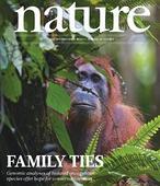 El orangután y el hombre, más distintos de lo que se creía
