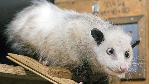 Ofrecen a la zarigüeya bizca Heidi participar en la ceremonia de los Oscar