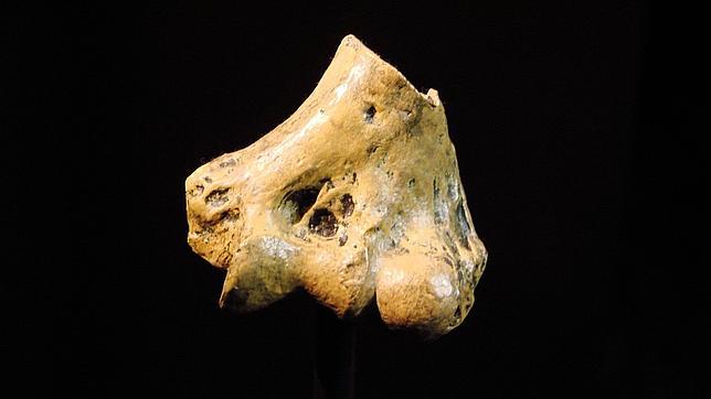 El hombre se puso en pie hace 4 millones de años