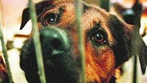 Tortura a cachorros de perros y cuelga los vídeos en su blog