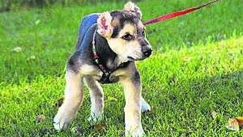 La Policía determina que el vídeo del «torturador de perros» no fue subido desde España