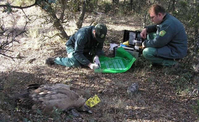 Investigan el envenenamiento de 22 buitres, dos zorros y un jabalí