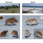 Cómo los animales consiguieron sus colores