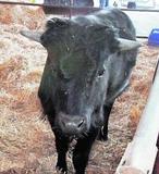 Got, el primer toro de lidia español clonado