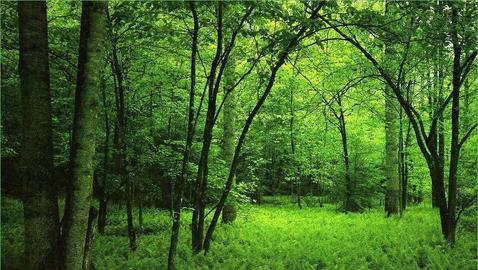 Piden el «céntimo forestal» para preservar nuestros bosques