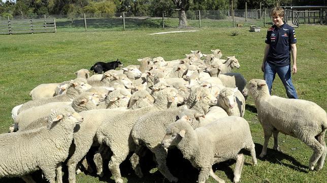 Galería: Sebastian Vettel prueba suerte como pastor de ovejas