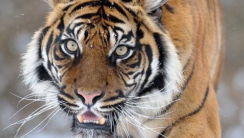 Muere electrocutado un tigre de Sumatra