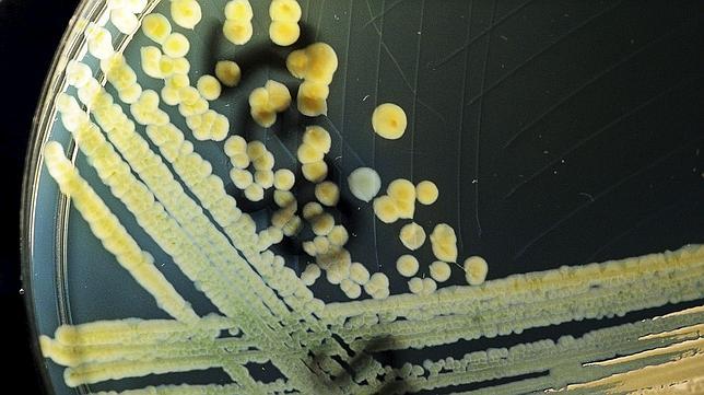 Una epidemia causada por una bacteria intestinal desata las alarmas en Alemania