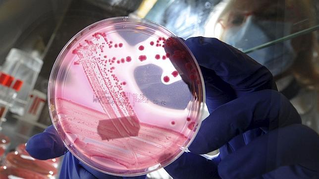 La bacteria mortal hace enfermar ya a 500 personas en Alemania