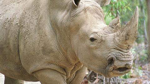 El pastoreo tradicional y la caza furtiva amenazan la reserva de Masai Mara