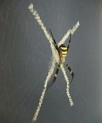 Científicos descifran el código de las telas de araña