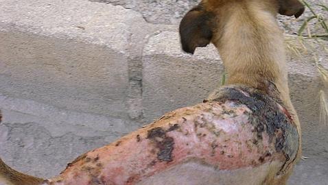 La Guardia Civil detiene a un hombre por quemar a un perro en Alicante