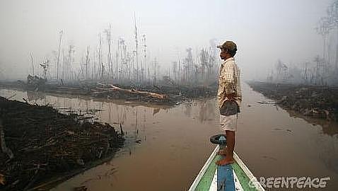 Luces y sombras en la gestión forestal sostenible de Indonesia