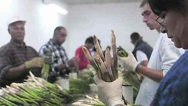 La crisis del pepino salpica a los espárragos de Guadalajara