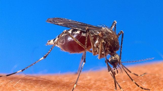 Descubren «el ingrediente» que engaña el olfato de los mosquitos