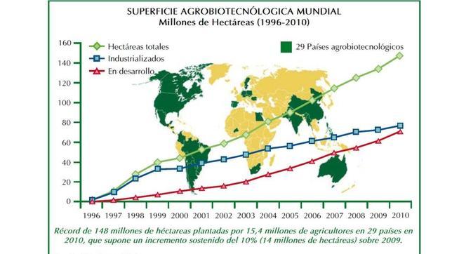 Arroz y trigo, dos de los alimentos básicos en el mundo, se cultivarán con biotecnología antes de 6 años