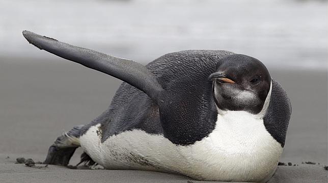 El pingüino de la Antártida, varado en Nueva Zelanda, ingresa en el hospital