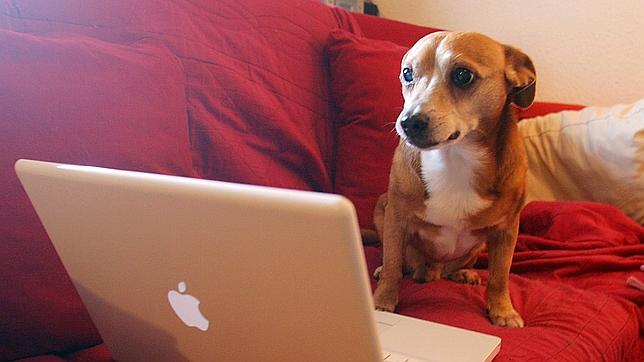 Una de cada diez mascotas tiene un perfil en Facebook, Twitter o YouTube