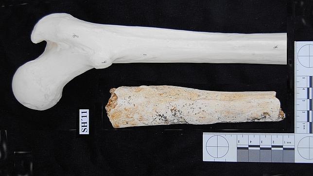 Encuentran un fémur humano en la Sima de los Huesos de Atapuerca