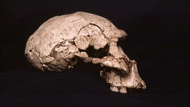 El homo erectus, el primer cocinero del mundo