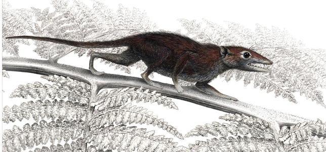 Una pequeña musaraña, la «bisabuela» de los mamíferos
