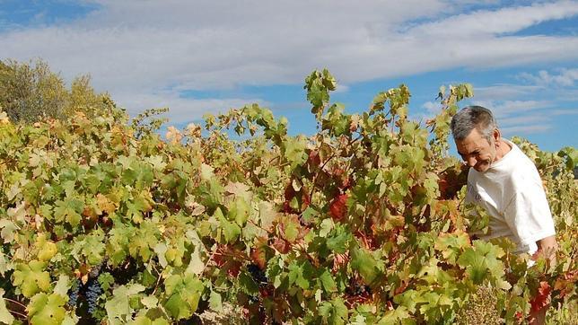 Rueda da comienzo a una vendimia «temprana» por las temperaturas