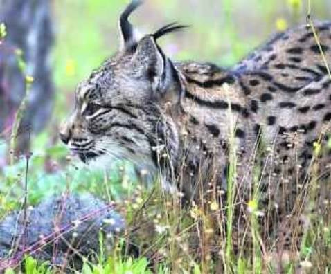 Ecologistas en Acción pide a la Fiscalía que investigue la muerte de «Grazalema»