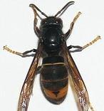 Las terribles avispas asiáticas emigran a Burgos