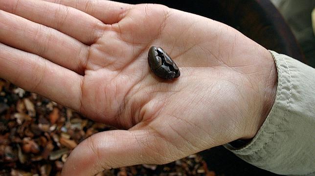 El chocolate, en peligro de extinción por el cambio climático