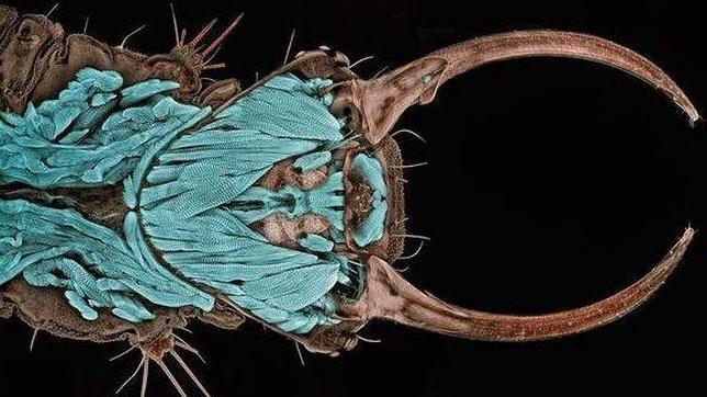 Las mejores microfotos del año