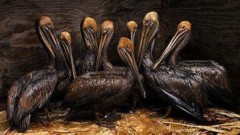 El español Daniel Beltrá gana la 47 edición del premio Veolia