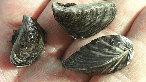 El mejillón cebra sobrepasa el Ebro y llega al Llobregat