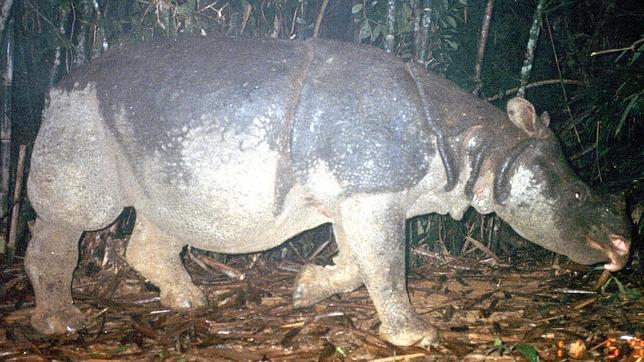 Muere el último rinoceronte de Java de Vietnam a manos de cazadores furtivos