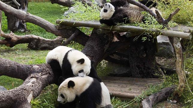 «Encuentro perfecto» entre los mellizos panda del Zoo de Madrid y su madre