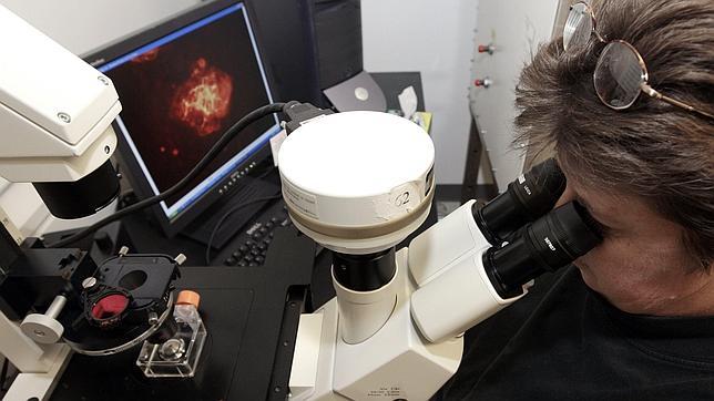 La crisis suspende la investigación con células embrionarias en EE.UU.