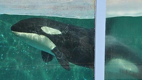 Un juzgado holandés permite trasladar una orca al zoo de Tenerife