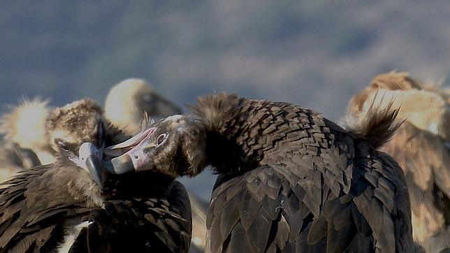 Decenas de buitres devoran viva a una vaca y a su cría en Ávila