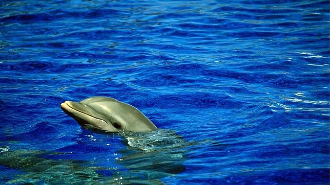 Las rías gallegas albergan la segunda mayor población de delfines en Europa