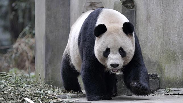 Tian Tian y Yang Guang, los primeros osos panda en Reino Unido en 17 años