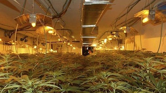 El Gobierno vasco «regulará» el uso de la  marihuana en las asociaciones de usuarios de esta sustancia