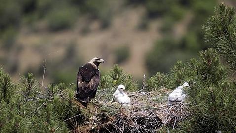 La financiación del programa LIFE de la UE es «insuficiente» para evitar la pérdida de biodiversidad en 2020