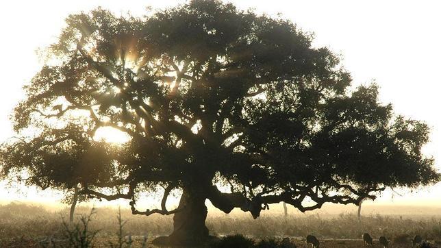 El CSIC cataloga 43 árboles y 9 arboledas singulares de Doñana