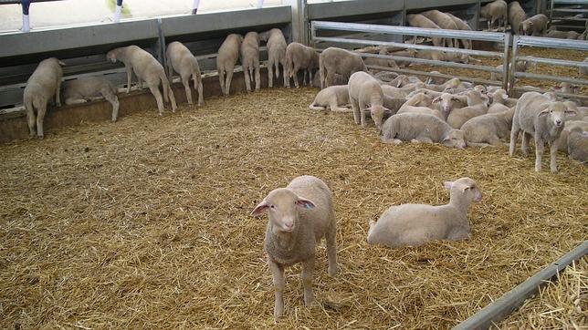 Detectan un virus nuevo que afecta al ganado de Holanda y Bélgica