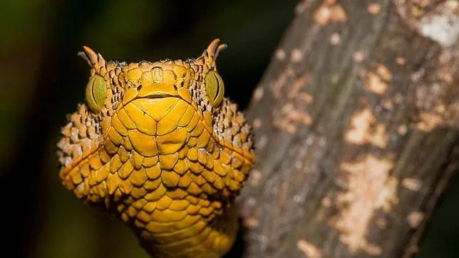Descubren en Tanzania una nueva serpiente venenosa con cuernos sobre los ojos