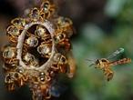 Descubren en Brasil las primeras abejas «soldado»
